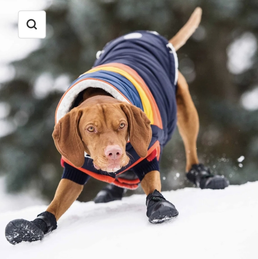 Stylish Black Dog Boots